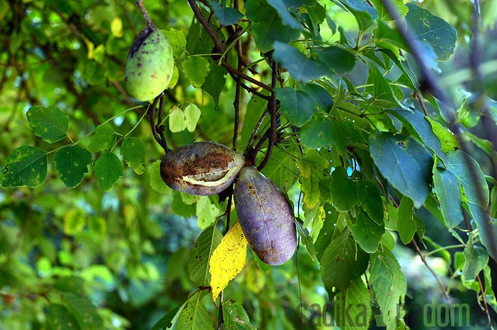 Akebija/Akebia Trifoliata