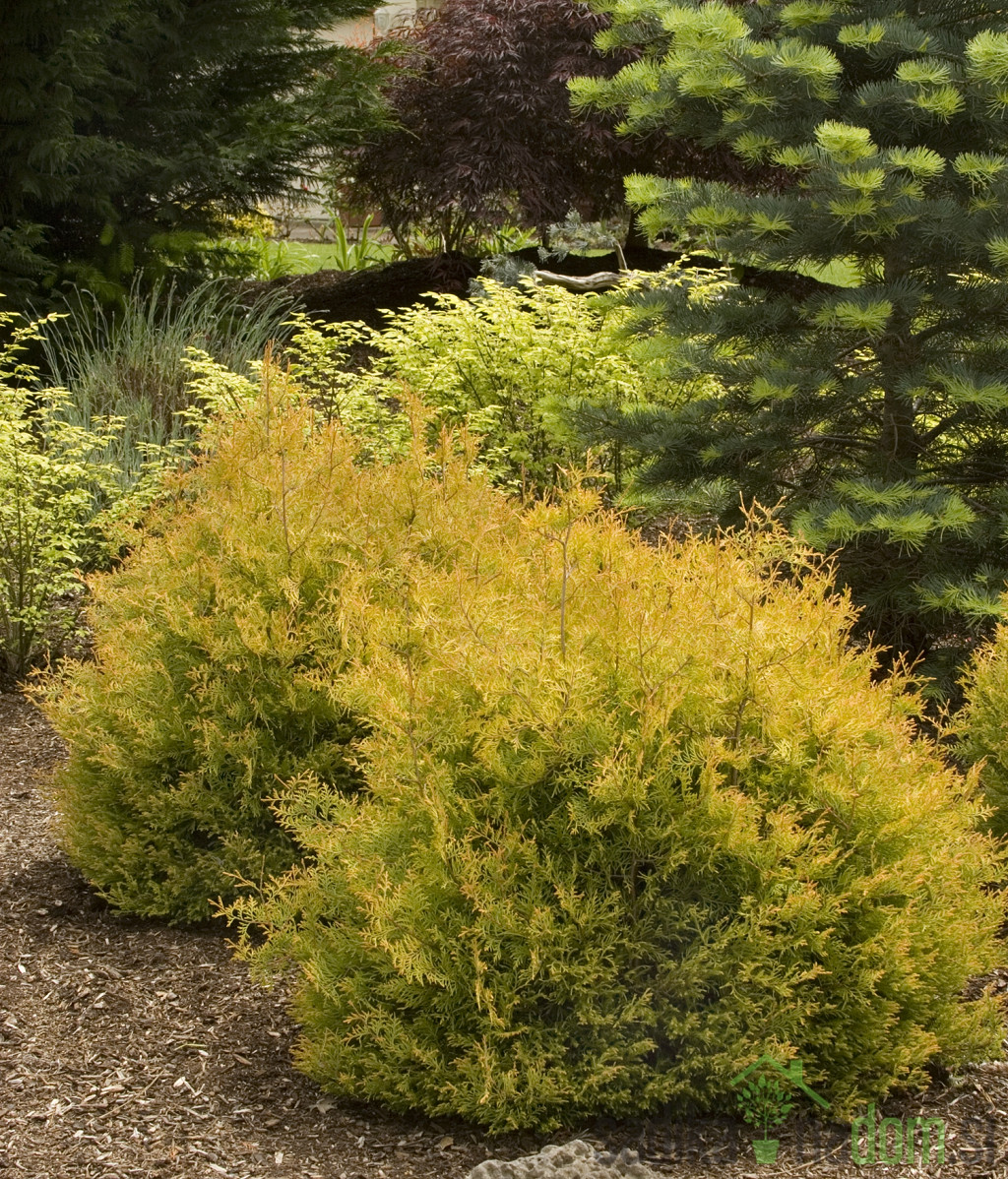 Američka tuja Rheingold (Thuja Occidentalis)