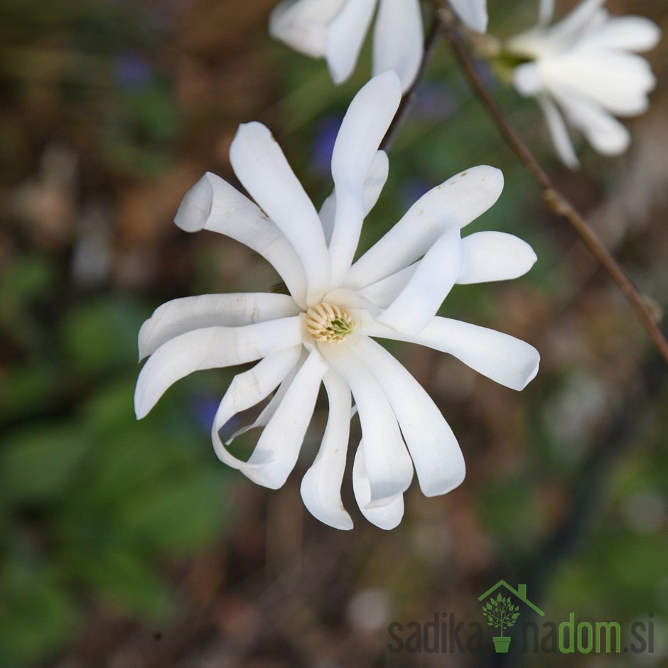 Magnolija Stellata (Magnolia)