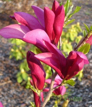 Magnolija Susan (Magnolia)