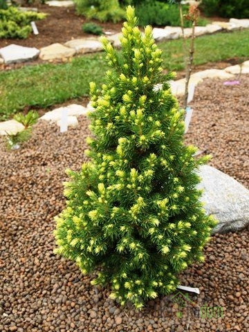 Smreka (Picea Glauca) Rainbows End