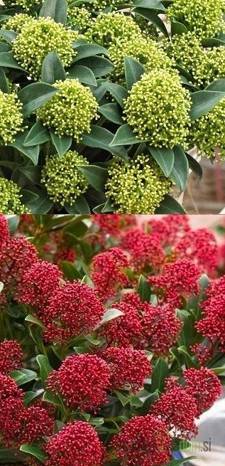 Skimmia Japonica