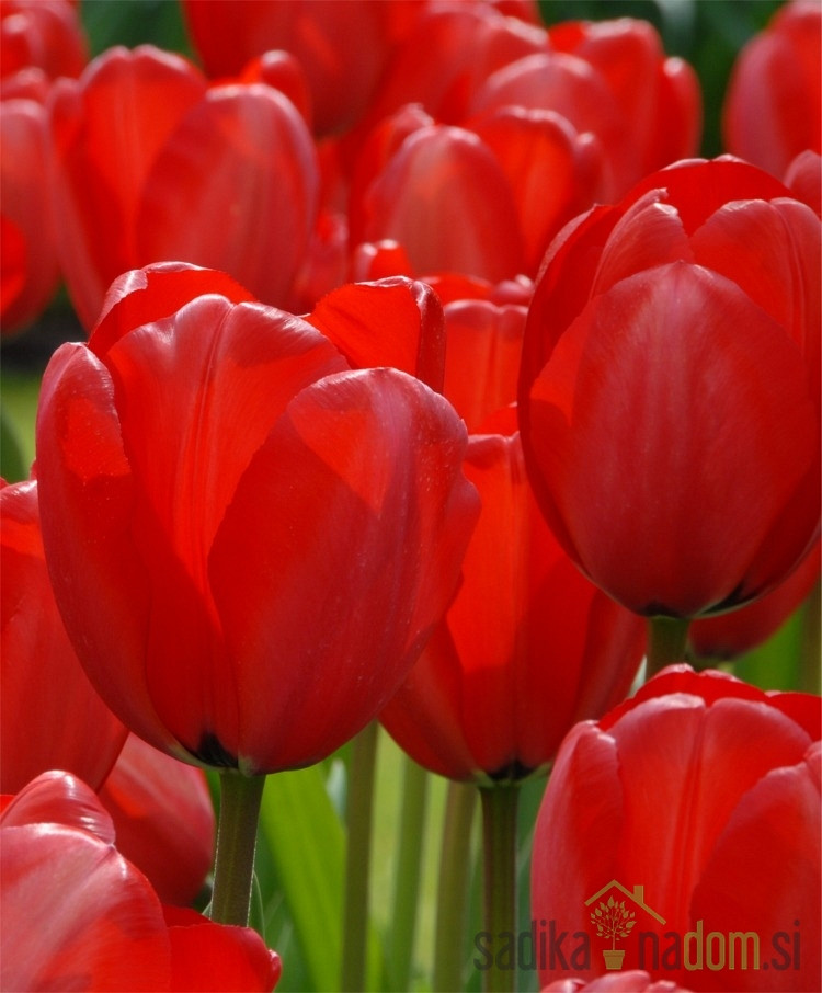 Tulipan Red