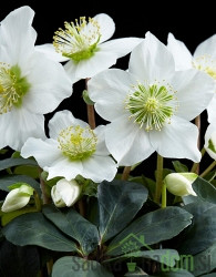 Kukurijek (Helleborus)