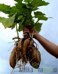 Yacon (Smallanthus sonchifolius)