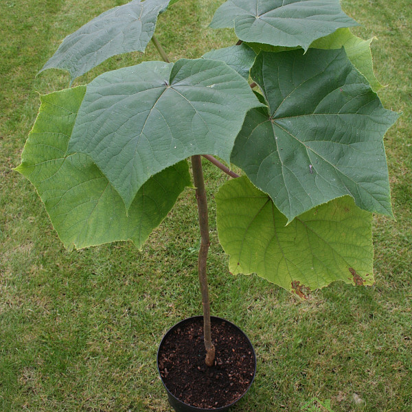 Paulownia