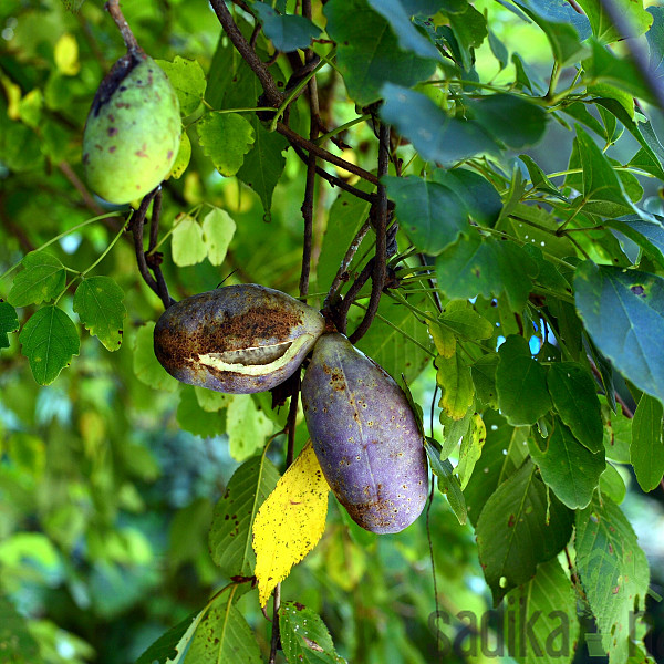 Akebija/Akebia Trifoliata