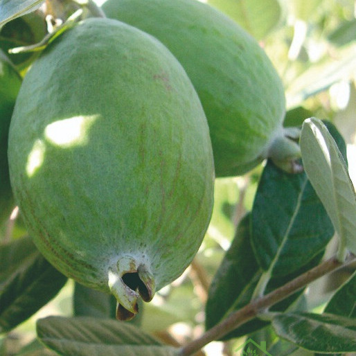 Feijoa