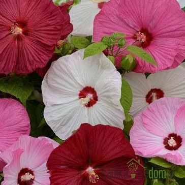 Hibiskus Luna (Hibiscus moscheutos)