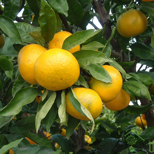 Mandarina Chahara