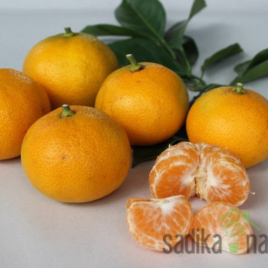 Mandarina Okitsu