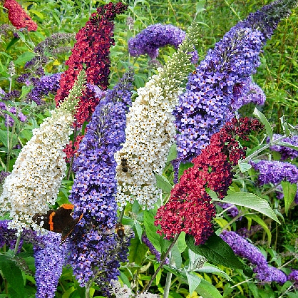 Ljetni jorgovan Royal Red (Buddleja davidii)