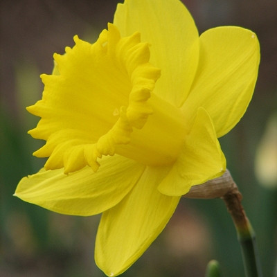 Narcis Carlton