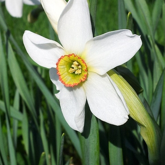 Narcis Recurvus