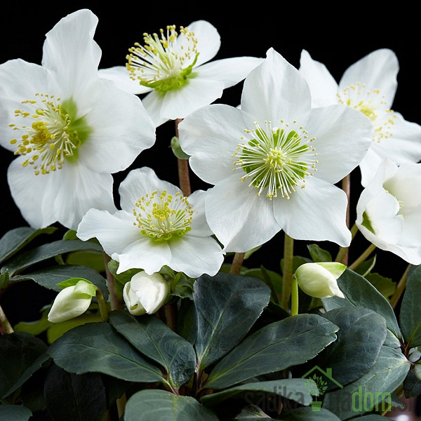 Kukurijek (Helleborus)