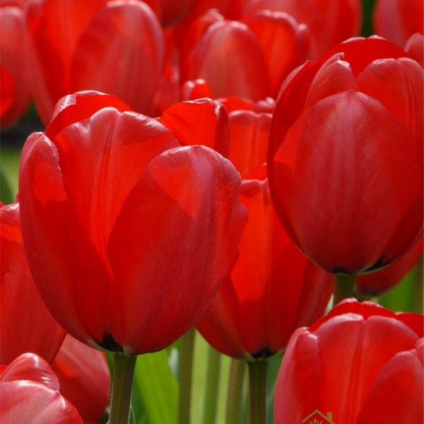 Tulipan Red