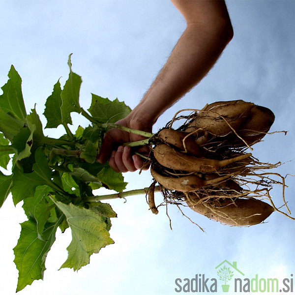 Yacon (Smallanthus sonchifolius)