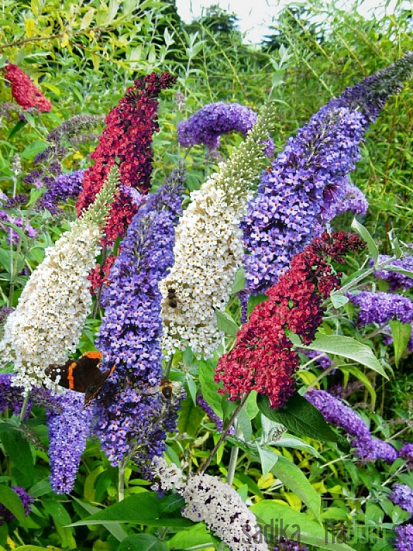 Ljetni jorgovan Royal Red (Buddleja davidii)